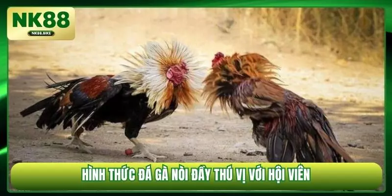 Hình thức đá gà nòi đầy thú vị với hội viên