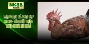 Mẹo Chọn Gà Chọi Đẹp NK88 - Bí Quyết Nhận Biết Chiến Kê Khỏe